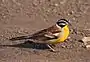 E. flaviventrisキンムネホオジロ