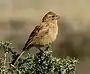 E. impetuaniヒバリホオジロ