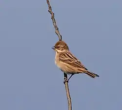 E. palasiiシベリアジュリン