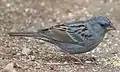 体色が似るクロジ、嘴はカヤクグリより太いEmberiza variabilis