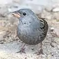 オス（正面）、嘴は肉色で上面が黒っぽい