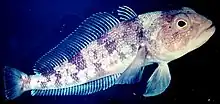 ノトテニア科の1種(Trematomus bernacchii)。ノトテニア亜目は低水温への適応が著しいグループで、50種余りが所属する本科魚類のほぼすべてが南極海とその周辺に固有である