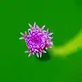 花の拡大