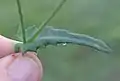 茎葉