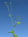 花序の様子