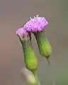 頭花