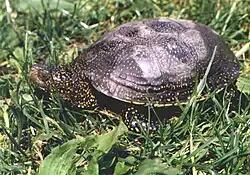 ヨーロッパヌマガメEmys orbicularis（ヌマガメ科）