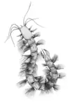 Enalikter aphson
