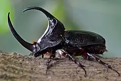 オスの成虫ペルーで撮影