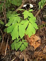 下部が根出葉。中部が茎葉で1-2回3出複葉になり、根出葉より大きい。上部が輪生する茎葉。