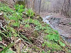 生育環境。沢すじの斜面に、コバイケイソウ、ニリンソウ、フクジュソウ、オオハナウド、ヒメカンスゲ、シダ類とともに生育している。