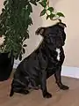 ブラック