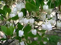 壺形花冠(ドウダンツツジ)