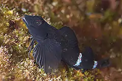ヘビギンポ