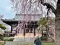 本堂と桜