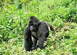 マウンテンゴリラ