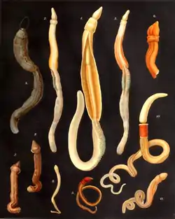 腸鰓類の各種