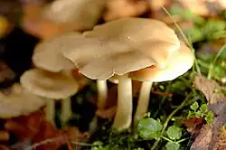 クサウラベニタケ。これも最多の部類。中毒症状は上に同様で、東北で「名人泣かせ」と呼ばれ食用のウラベニホテイシメジに酷似し、ホンシメジなどに似る。似たイッポンシメジも似た症状を起こし、中毒者が多い。