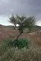 Ephedra californica樹形