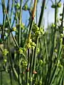 Ephedra chilensisの雌花