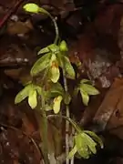 花。唇弁に赤い斑紋がある。