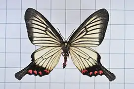アゲハモドキ Epicopeia hainesii（アゲハモドキガ科）, 台湾
