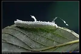 台湾亜種幼虫