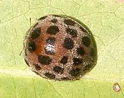 Harmonia axyridis