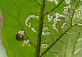 ナスの葉裏の成虫と食痕