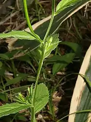 茎の節間に2列の毛が密生した稜線がある。