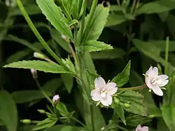 柱頭が球状にふくらむ。