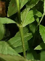 茎にはふつう全体に短い曲がった毛が生え、節間に2列の毛を密生させた稜線がある。