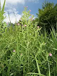 茎から多くの枝を分ける。