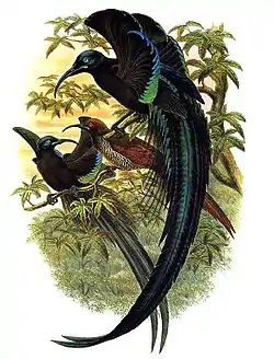 オナガカマハシフウチョウ
