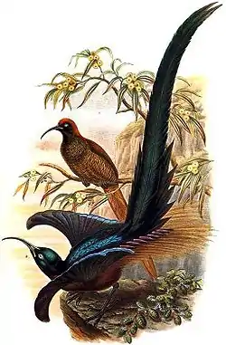 チャイロカマハシフウチョウ