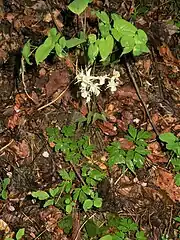 花の上部が茎葉。花の下部に今年の根出葉が見え、写真下端に越冬した根出葉が見える。