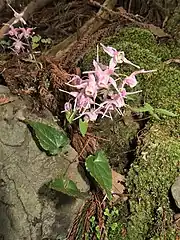 ウラジロイカリソウ(狭義)。滋賀県高島市 2019年4月下旬