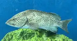 オオモンハタ
