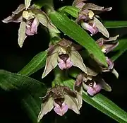 Epipactis helleborine