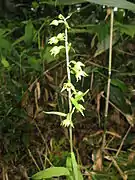 全草に短毛があり、花は緑色。
