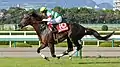 第61回神戸新聞杯