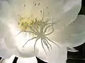 内部