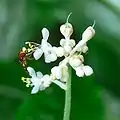 花。左側が両性花（黄色い雄蘂が見える）、上側が雌花。