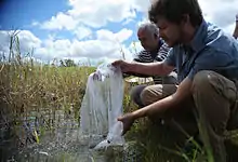 二人の男性が袋から魚を放流している。魚が蚊の幼虫を食べる。