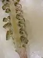胞子形成部（胞子嚢）断面