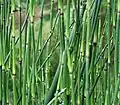 Equisetum giganteum 中南米産、高さ2 - 5メートル