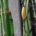 穂