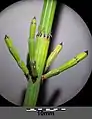 茎の節と輪生する側枝