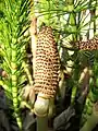 Equisetum telmateia ヨーロッパや北米等に分布、高さ1メートル前後