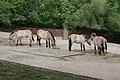モウコノウマ